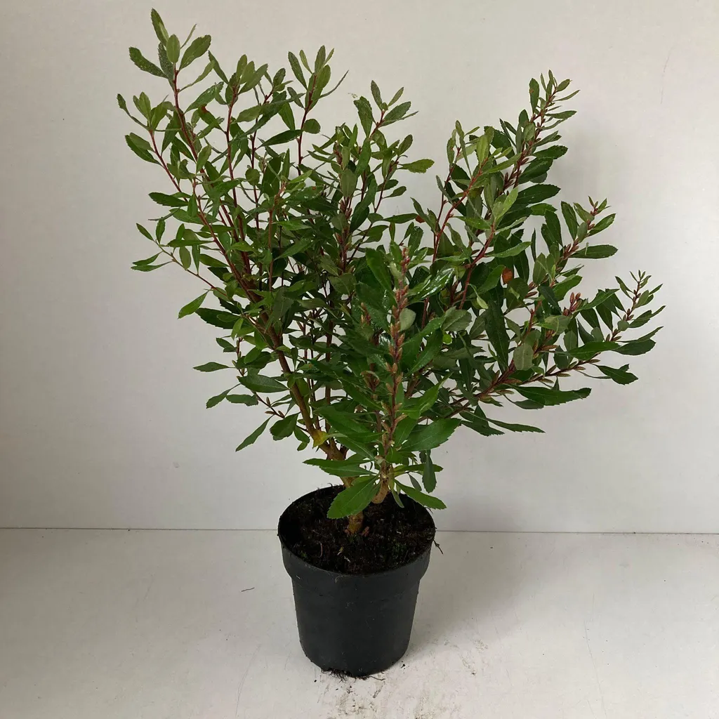 Myrica des marais (Myrica gale) : Arbuste Aromatique en Pot de 20-25 cm