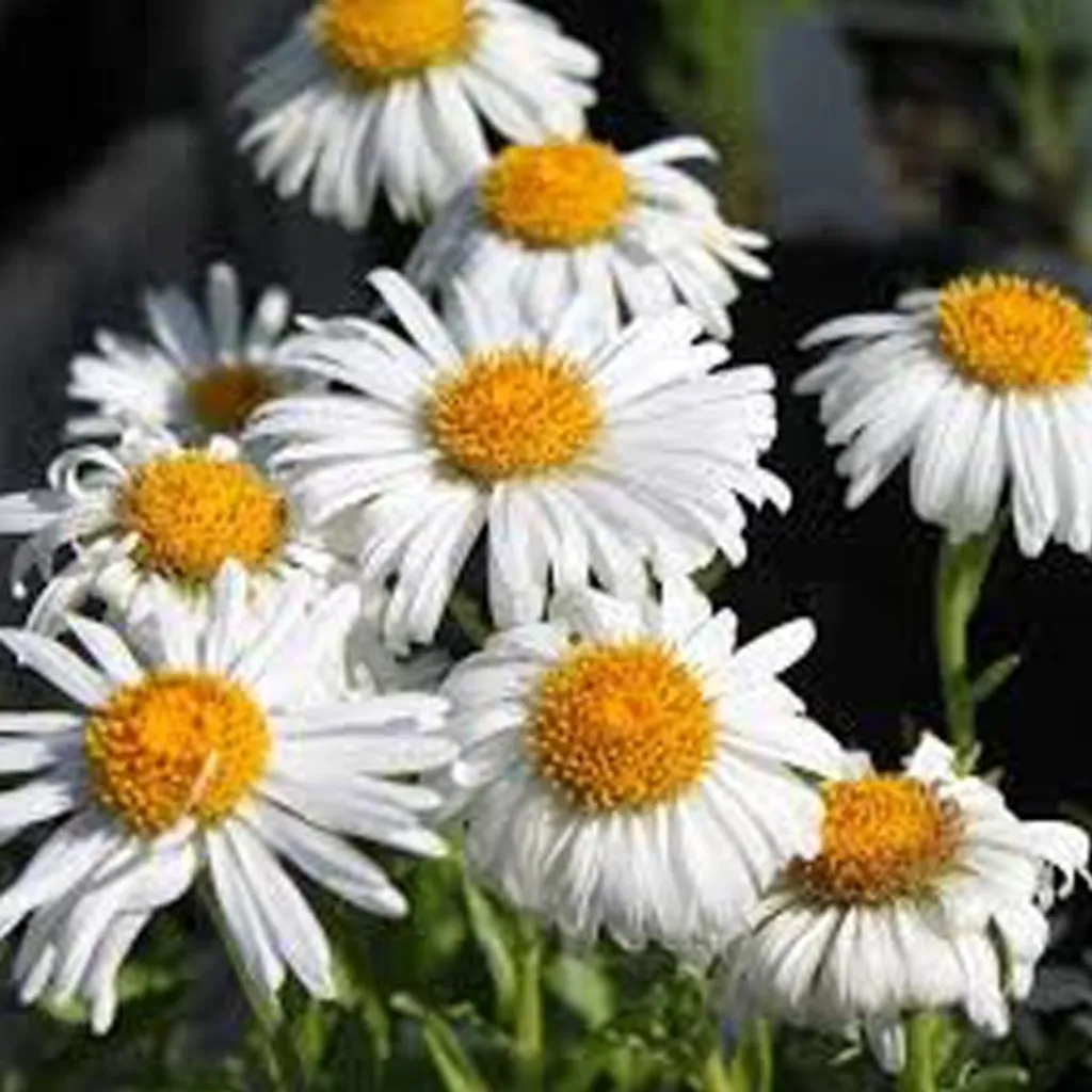 Aster Alpinus Albus Pack 6 Piante - Fiori Bianchi per Api e Farfalle