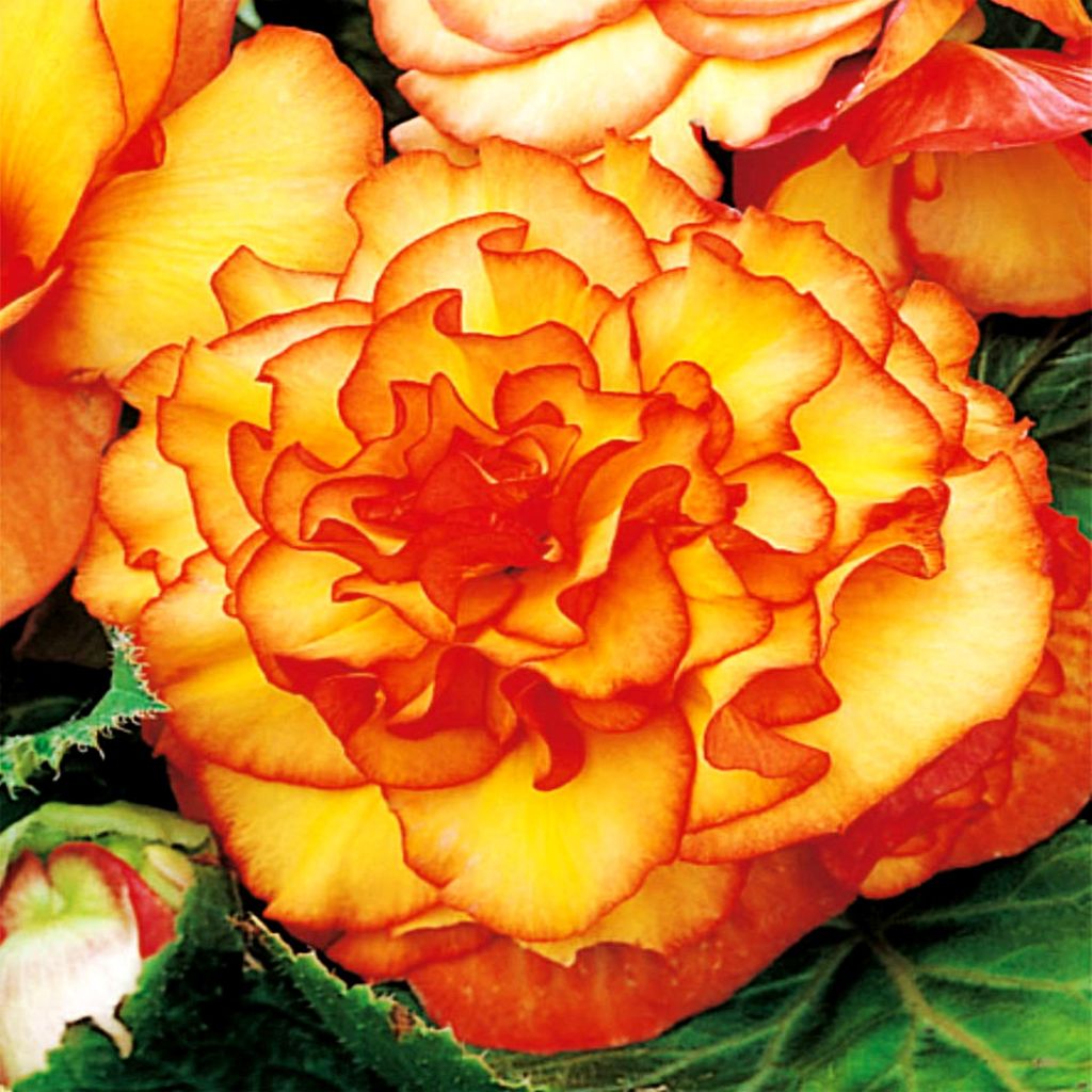 Begonia bicolore Picotee 1 pz begonie piantine piantina Immagine del prodotto 