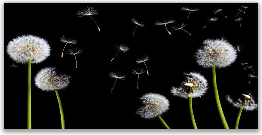 Küchenrückwand aus Glas 120x60cm Spritzschutz Pusteblumen Pflanzen