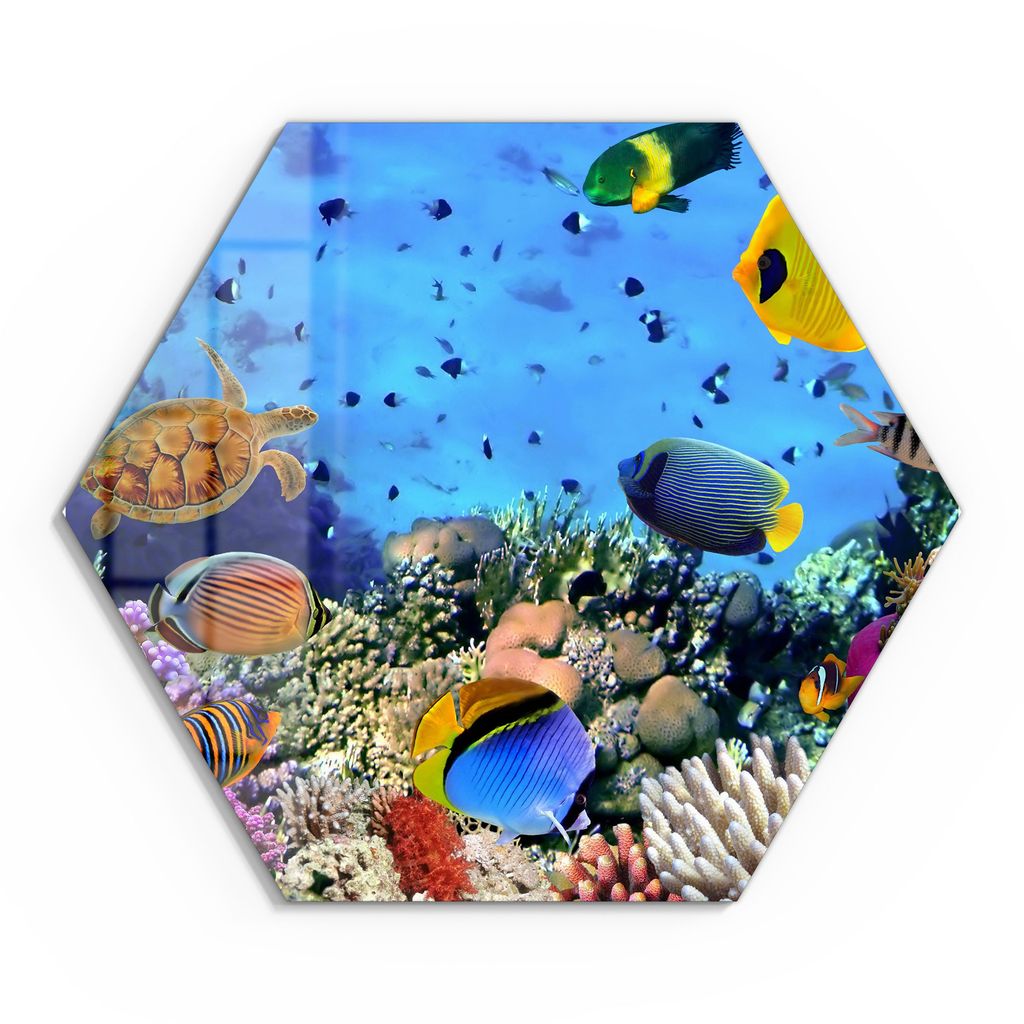 DEQORI Glasbild Echtglas 55x48 cm 'Lebensraum Korallenriff' Produktbild 