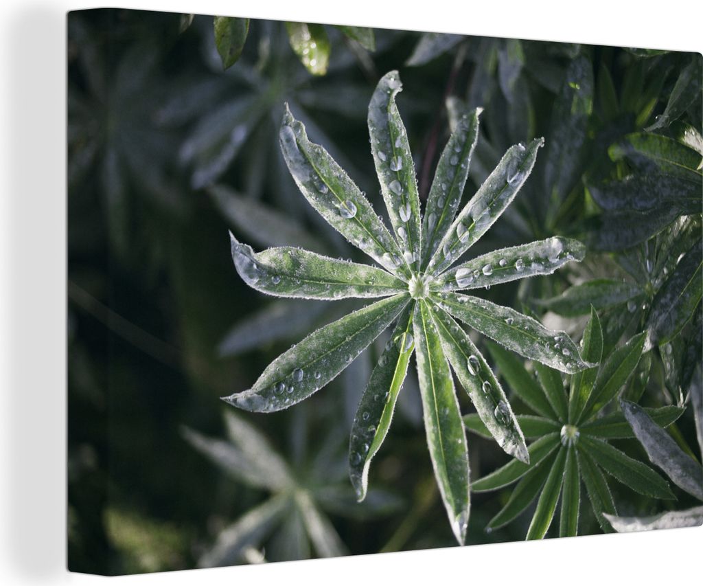OneMillionCanvasses - Leinwandbilder - 150x100 cm, Frühe Tautropfen auf Blättern, Wandbilder Kunstdruck Wanddekoration