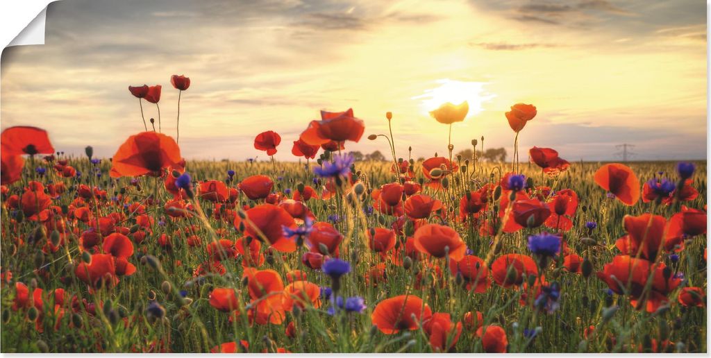 ARTland Poster Mohnblumen Größe: 40x20 cm