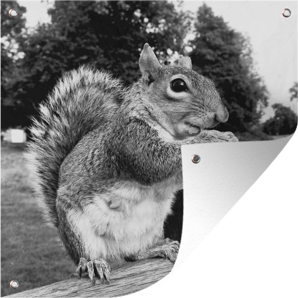 MuchoWow 100x100 cm Outdoor-Poster Gartendeko Sichtschutz Garten Poster für den Garten Eichhörnchen auf Holzbank in schwarz und weiß