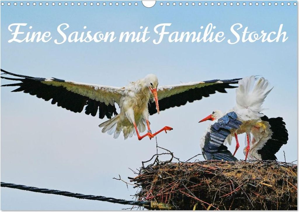 Eine Saison mit Familie Storch (Wandkalender 2027 DIN A3 quer), CALVENDO Monatskalender