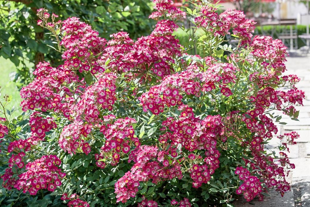 Rosa 'Mozart', Strauchrose, rosa, 5-7,5 Liter Container Produktbild 