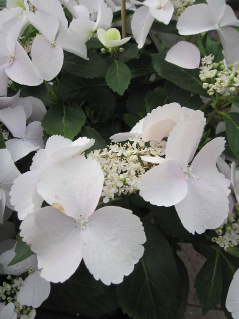 Garland Hydrangea macrophylla Runaway Bride ® - Produktbild 