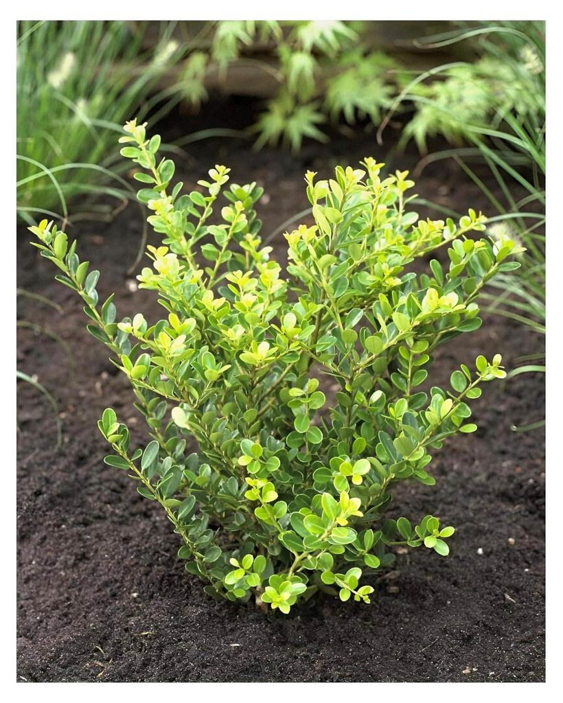 10 x Ilex crenata 'Green Hedge' (Buchsbaum Ersatz, Immergrün, Winterhart, Mehrjährig) Japanische Stechpalme - Eine grüne Hecke für Ihren Garten