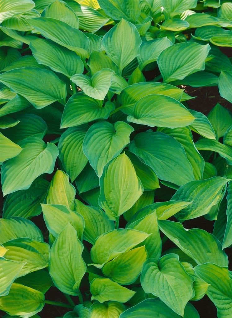 Hosta x cult. 'Pauls Glory', Funkie, gelb-grün, ca. 11x11 cm Topf