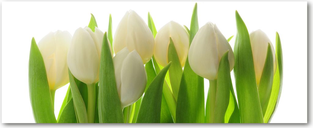 Tulup Küchenrückwand Spritzschutz aus Glas -125x50 -Spritzschutz auf gehärtetes Glas Deko Blumen & Pflanzen Tulpen