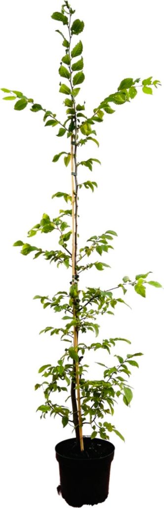 Carpinus betulus, Hainbuche, 125–150 cm