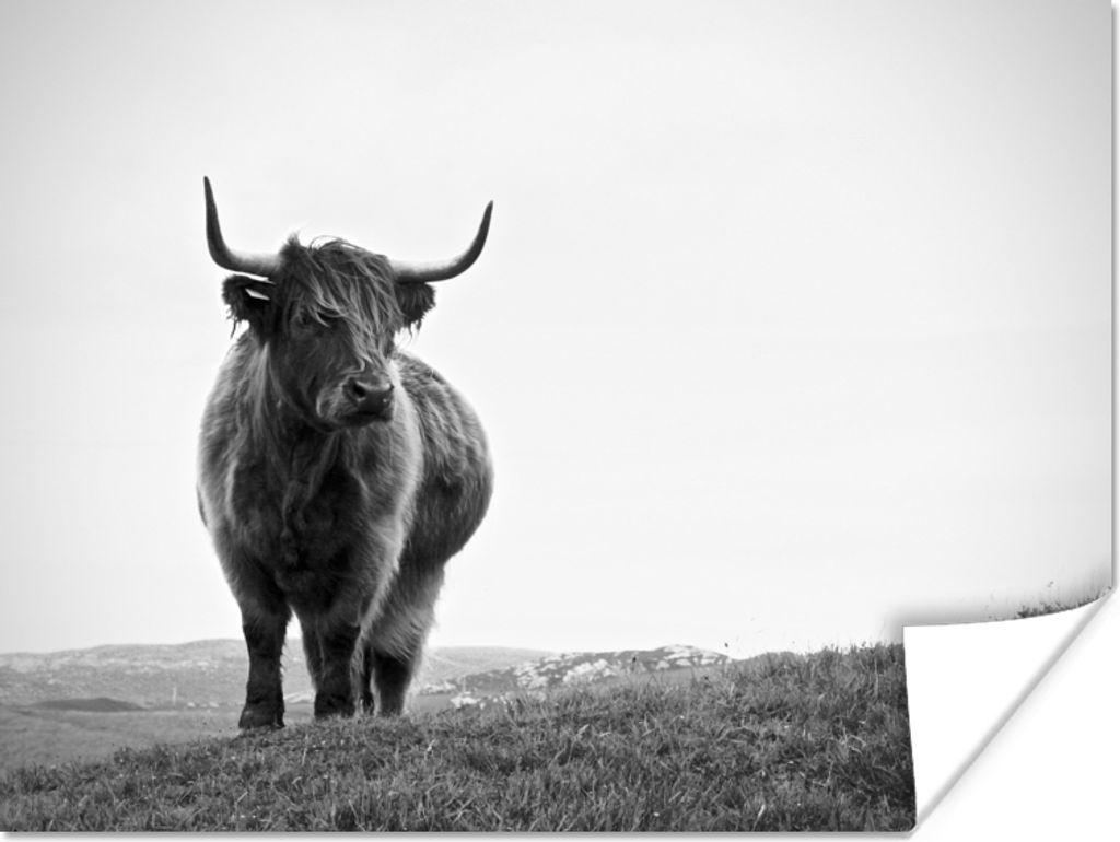 MuchoWow Poster Tiere - Schottische Hochlandbewohner - Schwarz und weiß - Natur - Ländlich 120x90 cm - Wandbild
