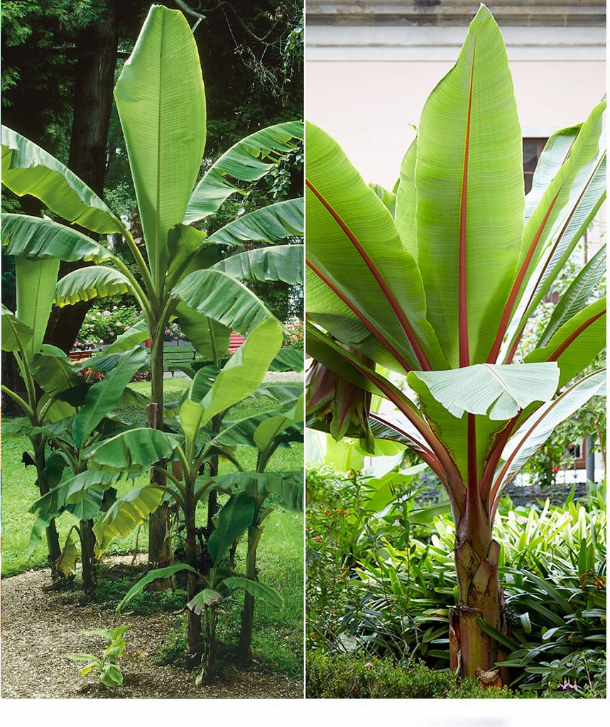 BALDUR Garten Winterharte-Bananen-Kollektion, 2 Pflanzen Faserbanane Bananenbaum Musa basjoo Bananenpflanze, winterharte Staude, mehrjährig, Banan...