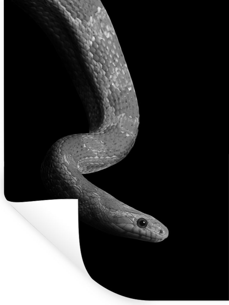 MuchoWow Wandtattoo Wandsticker Wandaufkleber Tiere - Schlange - Schwarz - Weiß - Porträt 90x120 cm Selbstklebend und Repositionierbar - Falten...