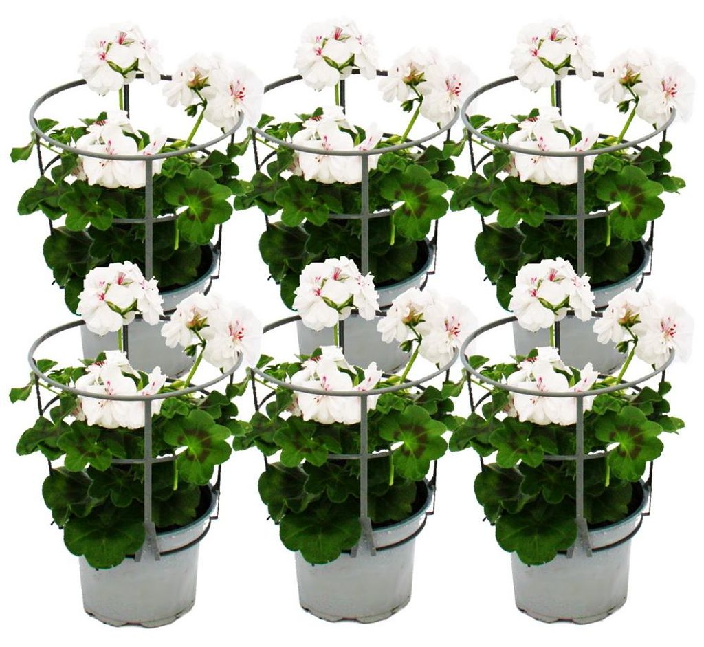 Geranien hängend - Pelargonium peltatum - 12cm Topf - Set Produktbild 