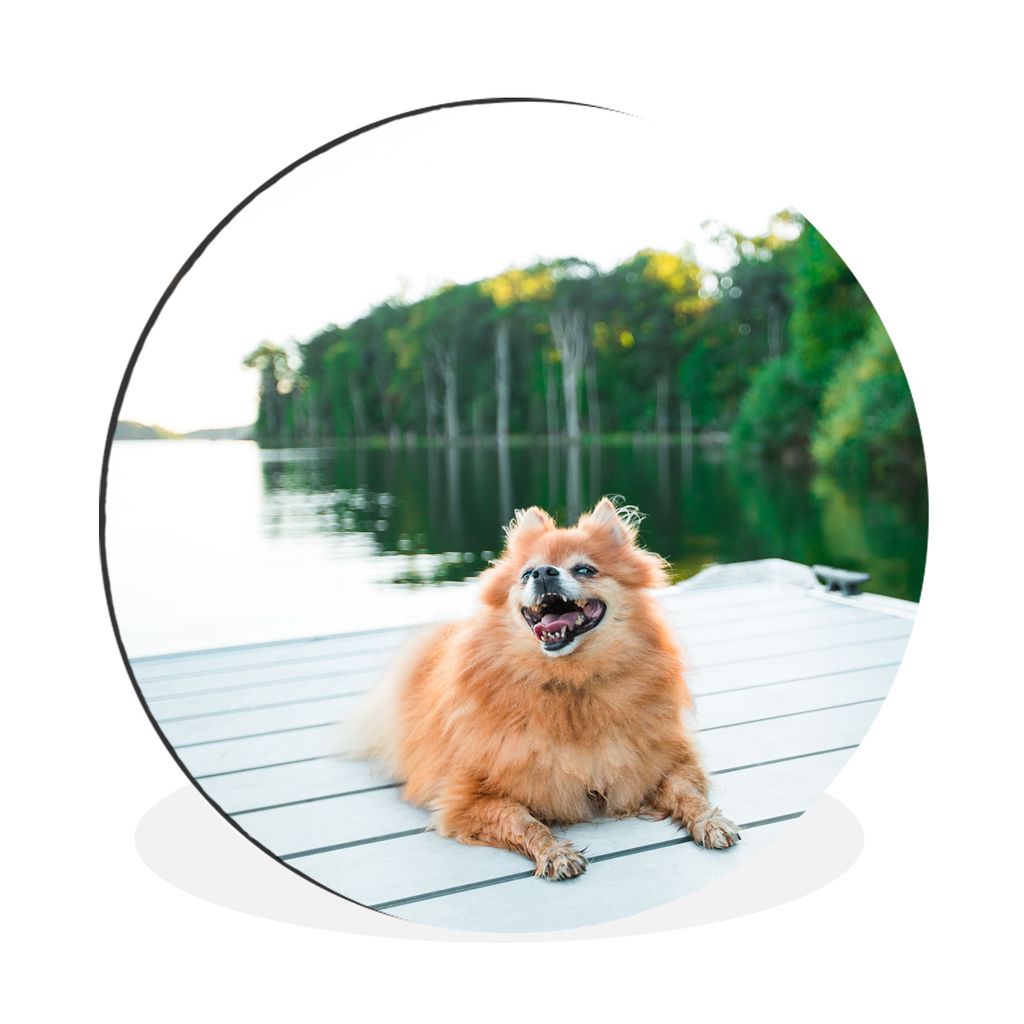 MuchoWow Aluminium Wandkreis Pomeranian liegend auf Steg Ø 60 cm Wanddeko Modern Wohnzimmer - Wand Kreis - Wandbild - Schlafzimmer - Aluminium B...