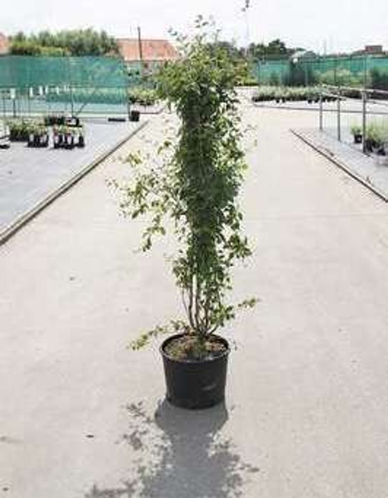 Syringa vulg. 'Mme Lemoine' - Flieder 50- 60 cm - Container