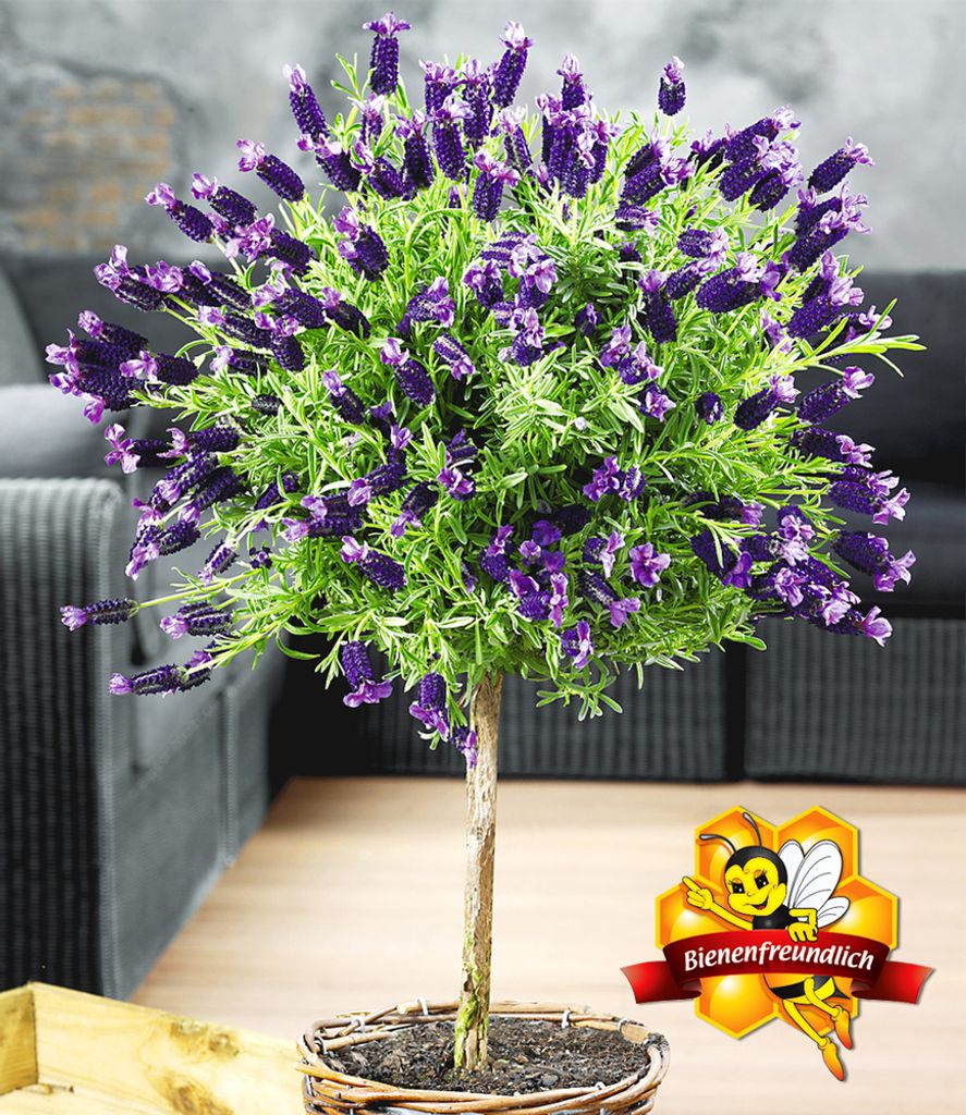 BALDUR Garten 1x Lavendelstämmchen mit Krone, Pflanze im 1,5 Liter-Topf, Lavandula für Balkon & Terrasse Duftlavendel, winterhart, duftend, trock...