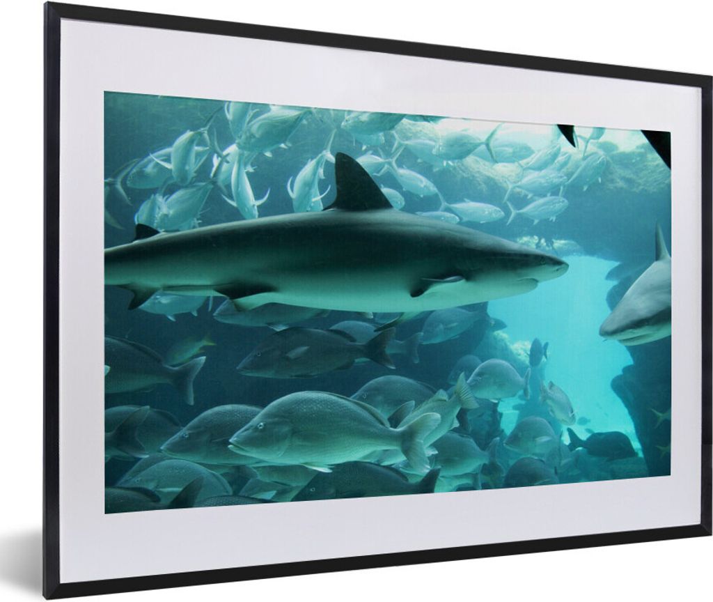 MuchoWow Gerahmtes Poster Großer Hai in einem Aquarium 60x40 cm - Poster mit Schwarzem Bilderrahmen Wandposter Rahmen Foto Bilder - Schlafzimmer...