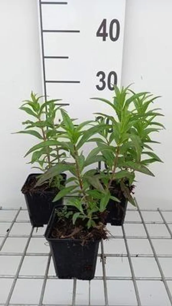 Penstemon hybr. Sour Grapes - Lot de 6 plants en pot de 9x9 cm