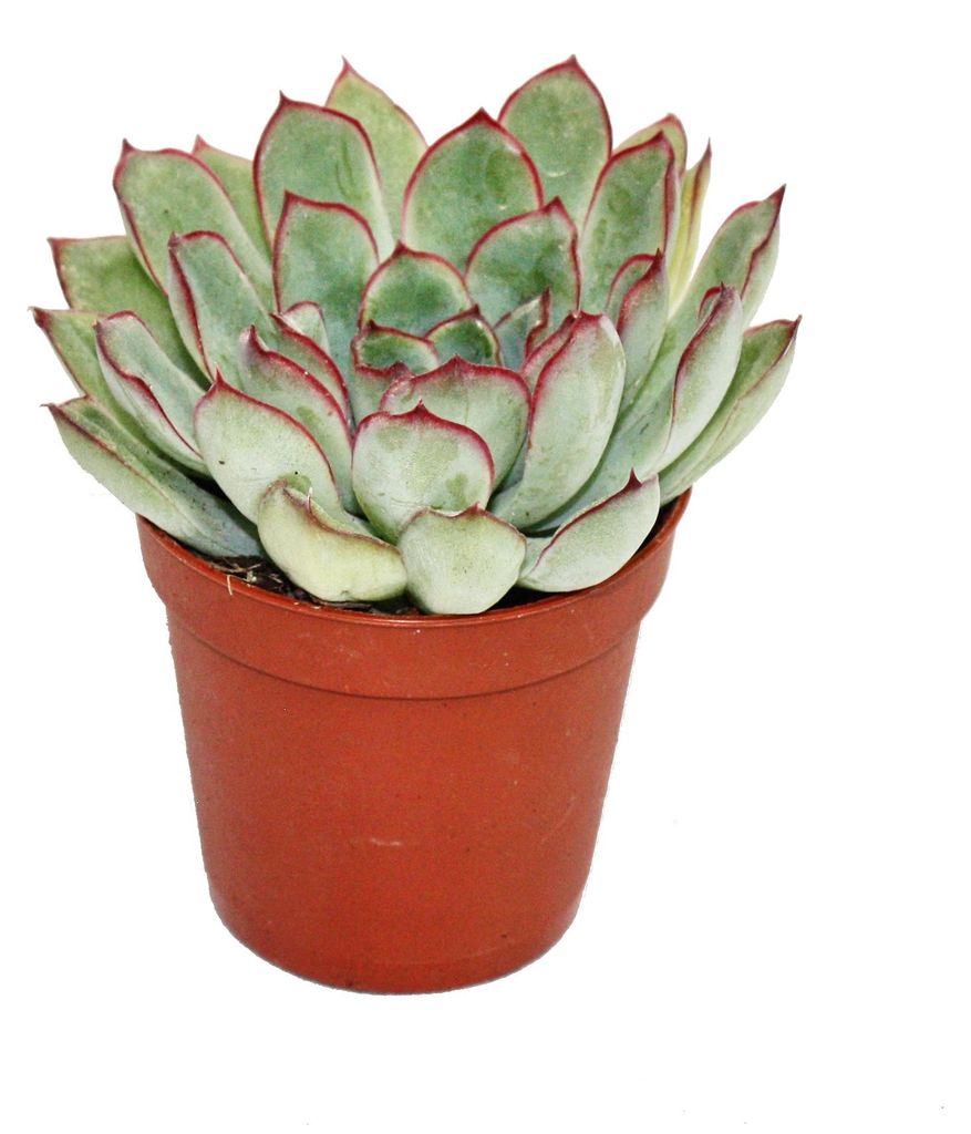 Echeveria pulidonis - malá rostlina v květináči 5,5 cm Obrázek produktu 