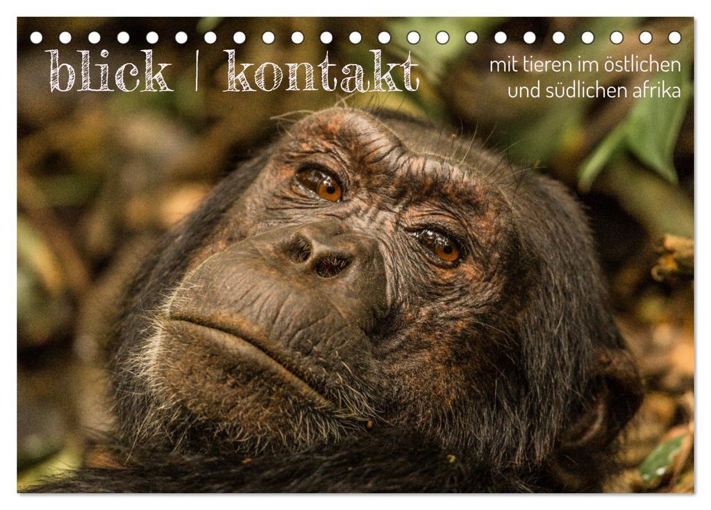 blick kontakt mit tieren im östlichen und südlichen afrika (Tischkalender 2027 DIN A5 quer), CALVENDO Monatskalender