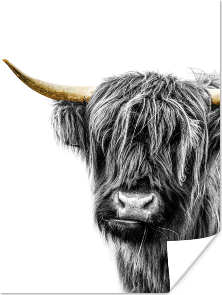 MuchoWow Poster Scottish Highlander - Schwarz - Weiß - Gold 90x120 cm - Wohnzimmer