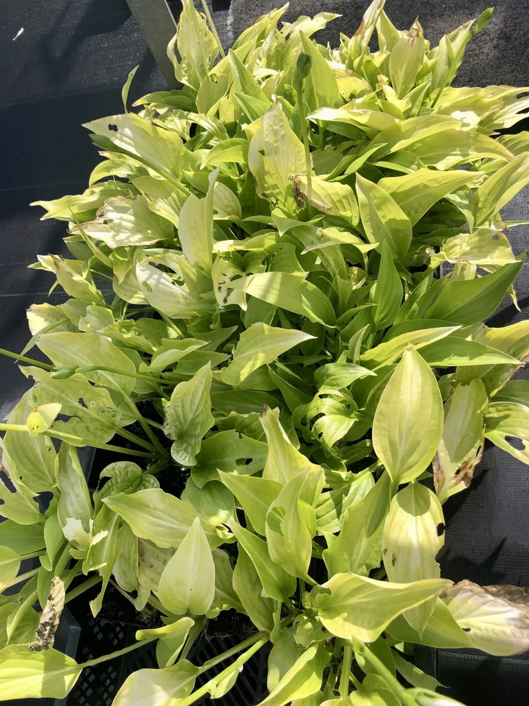 Hosta Funkia 'Royal Standard' - 6 Plantes pour Bordures d'Ombre