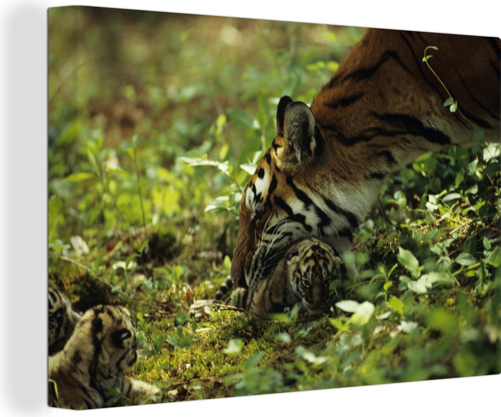 OneMillionCanvasses - Leinwandbilder - 140x90 cm, Tiger - Pflanzen - Jungtier, Wandbilder Kunstdruck Wanddekoration