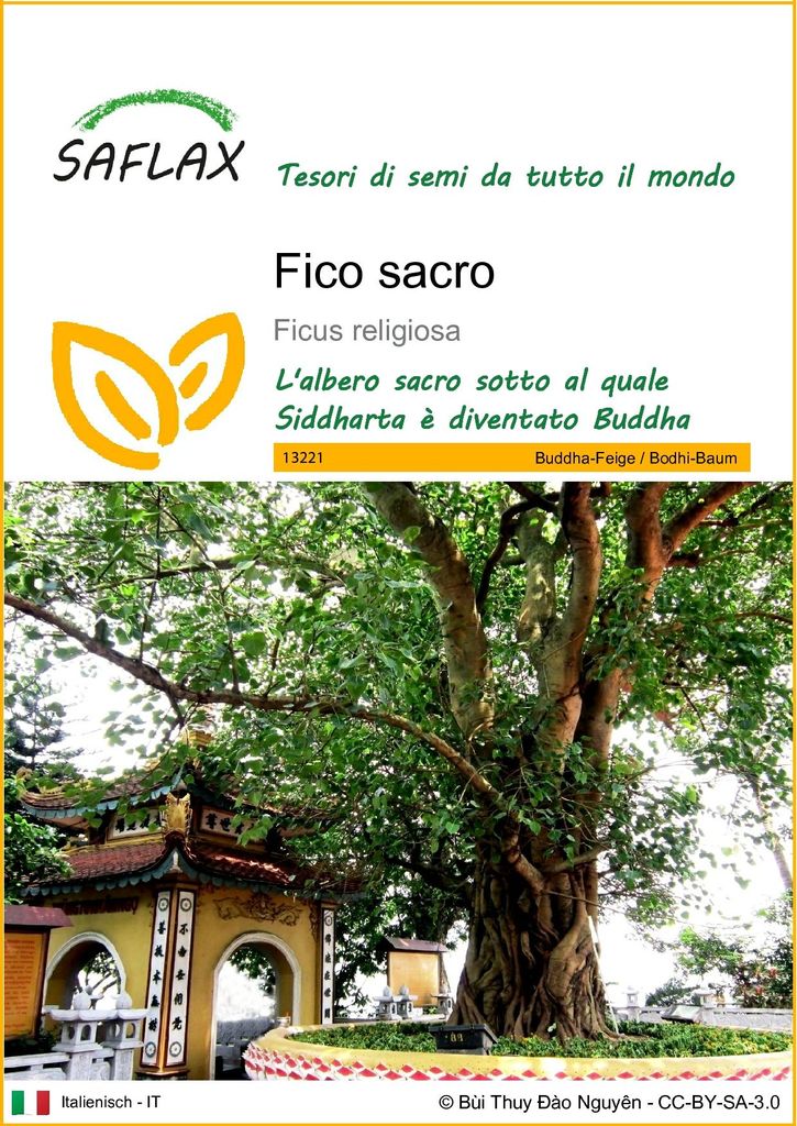 SAFLAX  - Fico sacro - 100 semi - Ficus Immagine del prodotto 