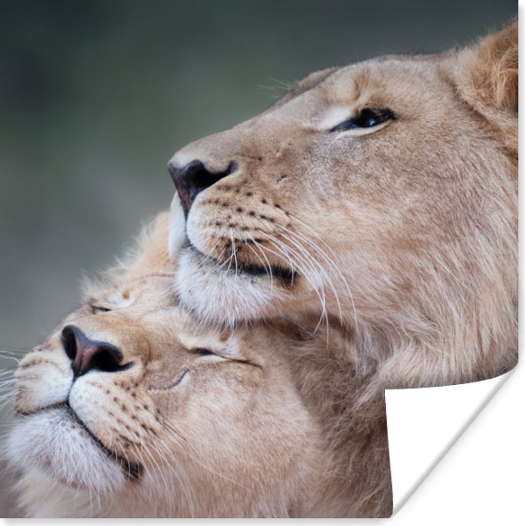 MuchoWow Poster Löwe - Wilde Tiere - Big Five 30x30 cm - Wandposter - Printing