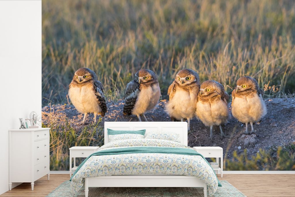 MuchoWow Fototapete für Wohnzimmer oder Schlafzimmer Wandtapete Vinyl Motivtapete Fünf Eulen in Wyoming - 390x260 cm - Papiertapete