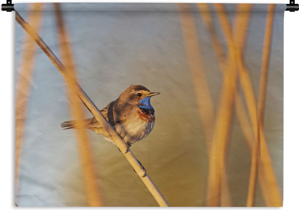 MuchoWow Wandteppich Wandbehang Vögel - Blaukehlchen - Schilf 120x90 cm Tapisserie Dekoration Wandtuch - Wohnen - Aufhänger für die Wand