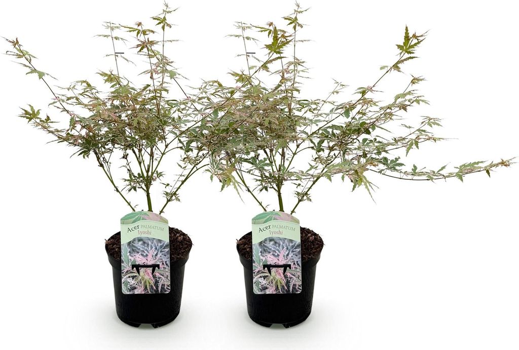 GreenboutiQ - Balkonpflanze - Japanischer Ahorn - Acer palmatum Iyoshi - Rosa - 2 Pflanzen - Laubabwerfend - Topf 19cm Höhe 70cm