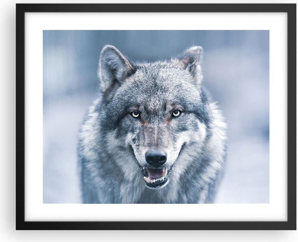 Gerahmtes Poster - Schwarzer Rahmen - Wolf Raubtier Wildheit - 50x40 cm - Wand Bild - Wanddeko - Wandbilder - Kunstposter - Wandposter - Bilderrahm...