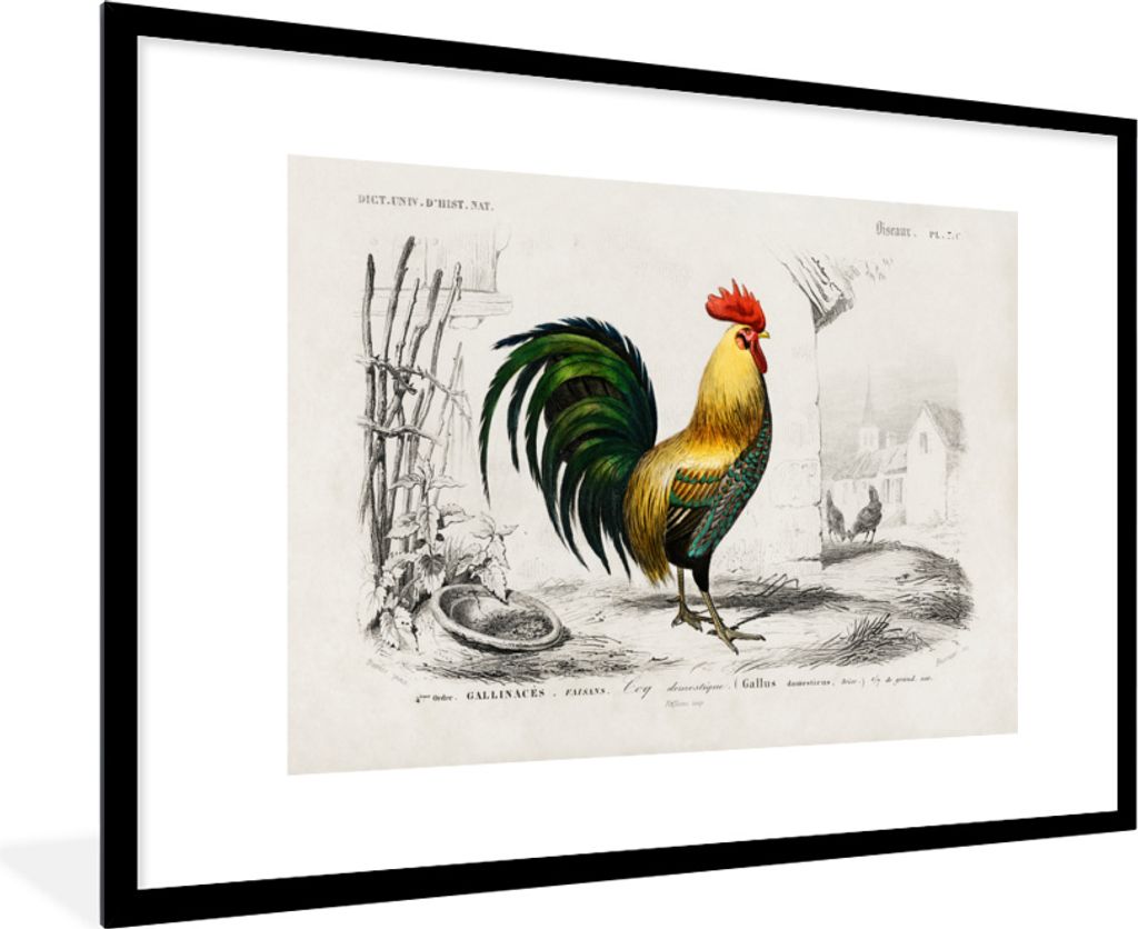 MuchoWow MuchoWow Gerahmtes Poster Hahn - Vogel - Jahrgang 90x60 cm - Poster mit zchwarzem Bilderrahmen - Wanddekoration - Fotos