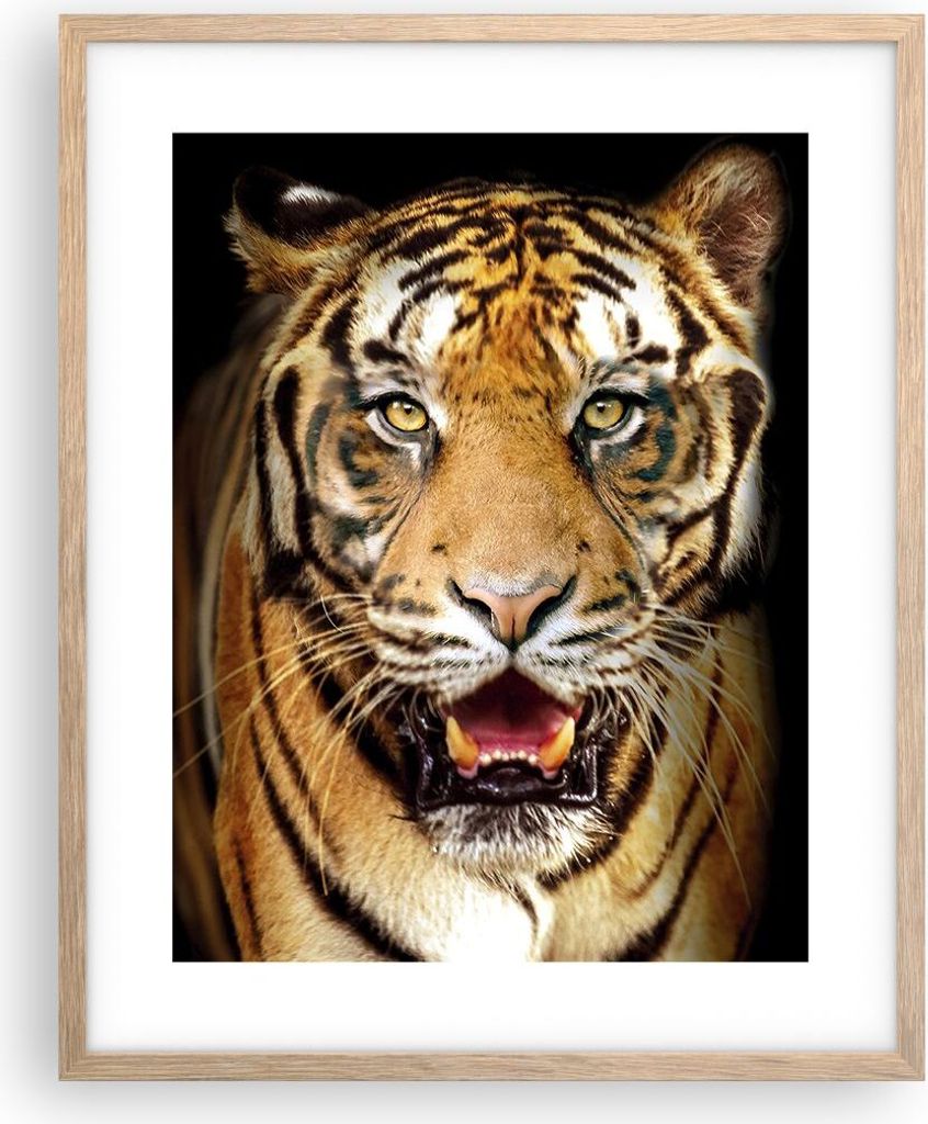 Gerahmtes Poster - Rahmen in heller Eiche - tiger tier - 40x50 cm - Wand Bild - Wanddeko - Wandbilder - Kunstposter - Wandposter - Bilderrahmen - B...