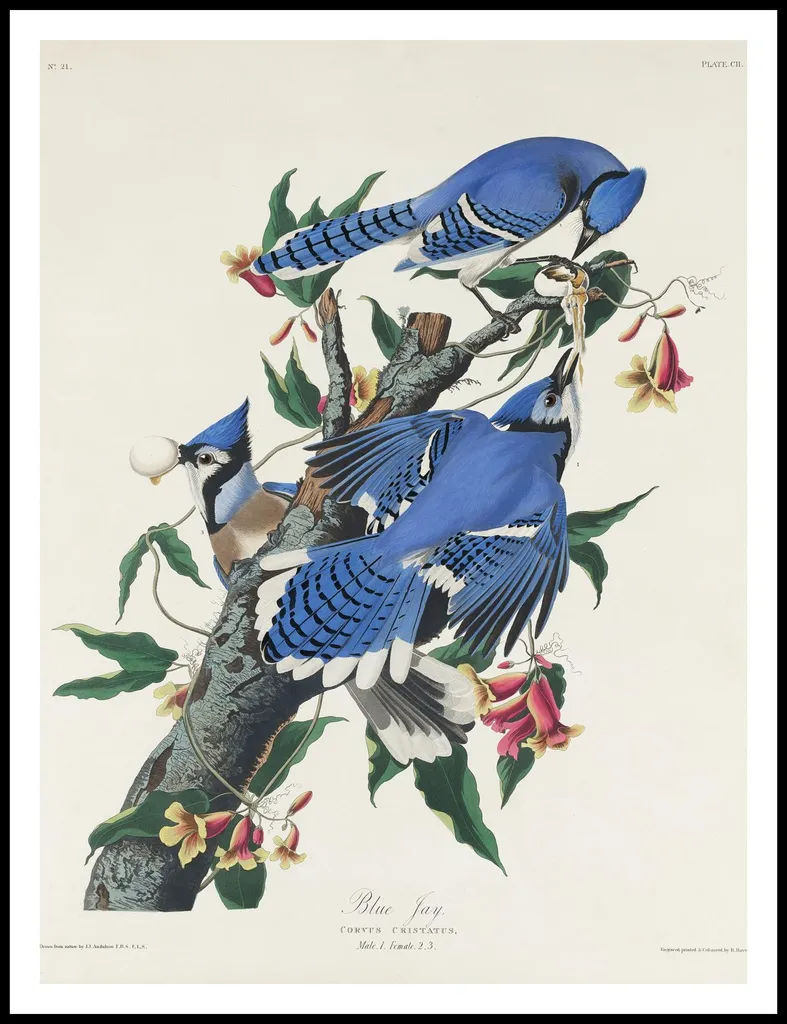 Affiche Déco Salon Vintage Audubon Modrosójka Błękitna Format 75x100