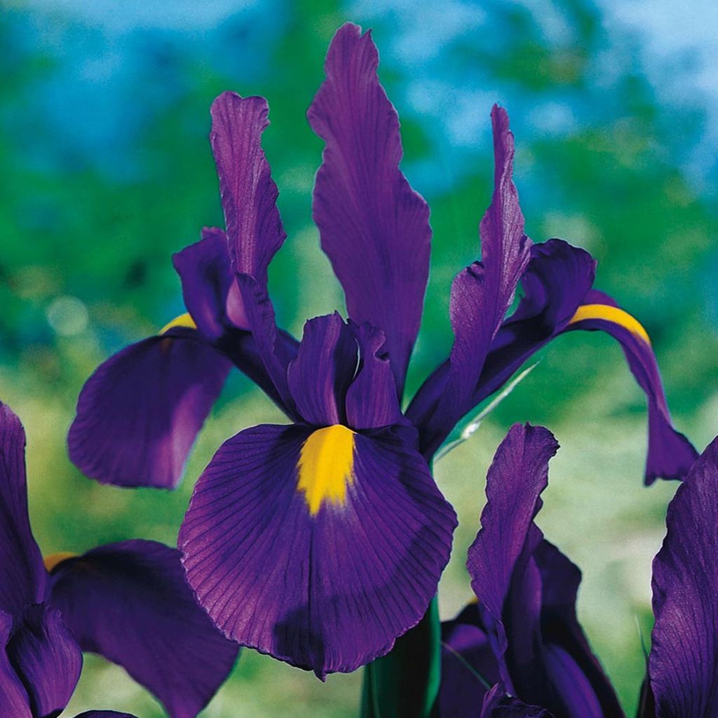 Iris hollandais Discovery Purple violet 10 bulbes bulbes à Image du produit 