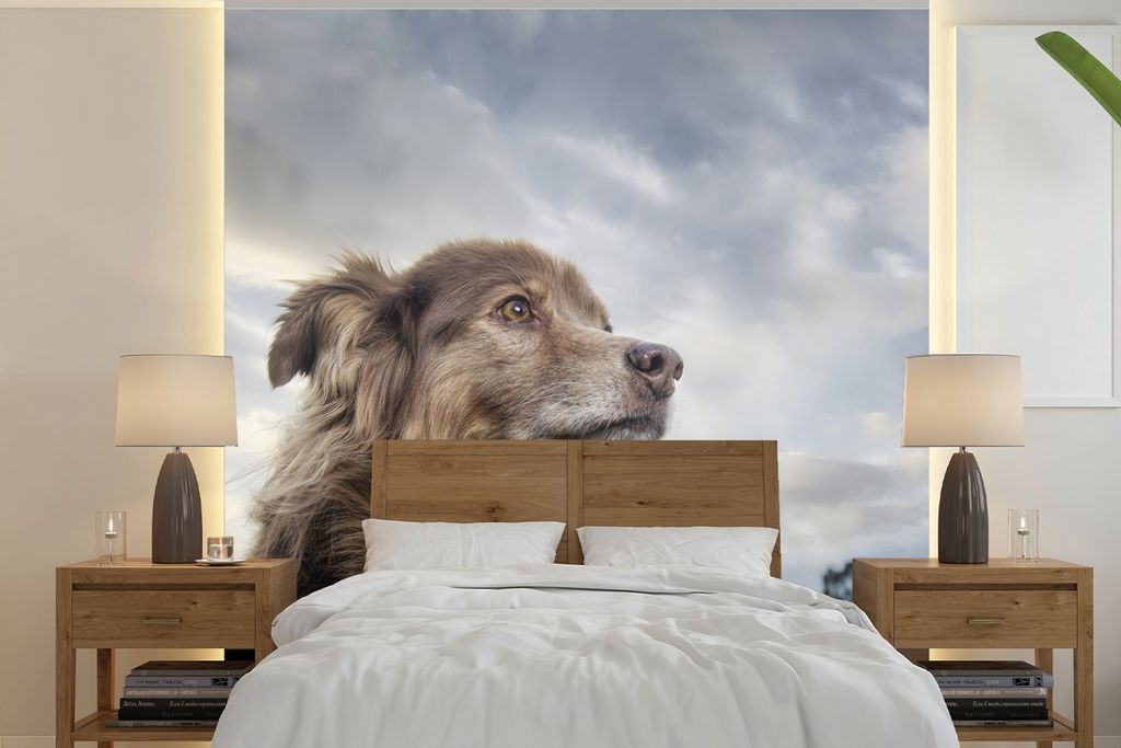 MuchoWow Fototapete für Wohnzimmer oder Schlafzimmer Wandtapete Vinyl Motivtapete Starrender Hund - 260x260 cm - Papiertapeten