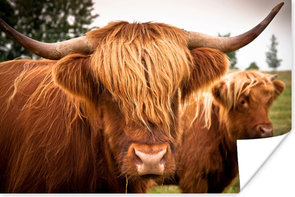 MuchoWow Poster Schottische Highlander - Braun - Gras 60x40 cm - Schlafzimmerdekoration