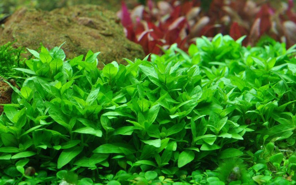 Aquarium Pflanze Staurogyne repens Tropica Nr.049G Produktbild 