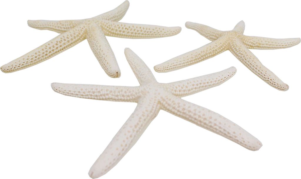 3 Stück echte Seesterne gebleicht ca.10-14cm Finger Produktbild 