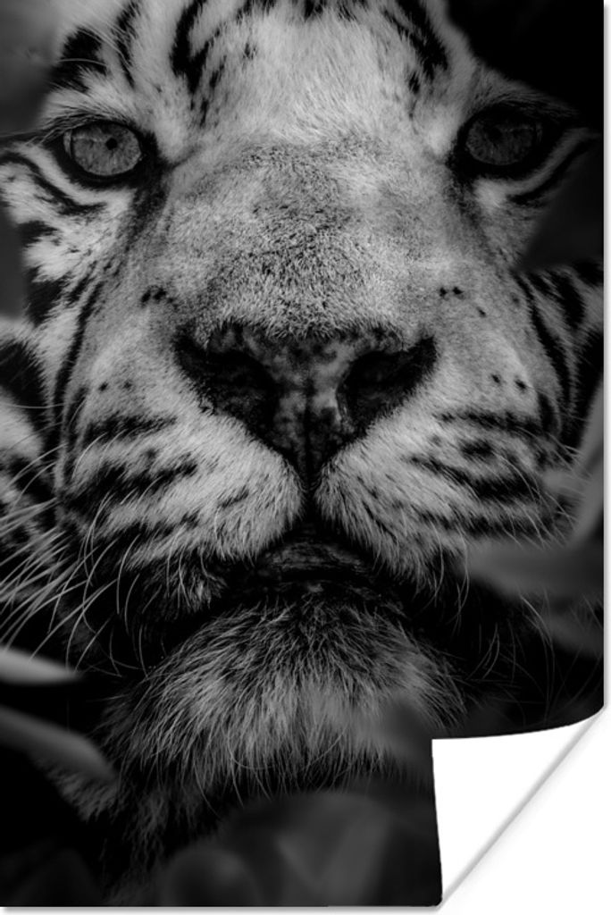 MuchoWow Poster Nahaufnahme von Blättern und einem weißen Tiger im Dschungel - schwarz und weiß 120x180 cm - Kunstposter