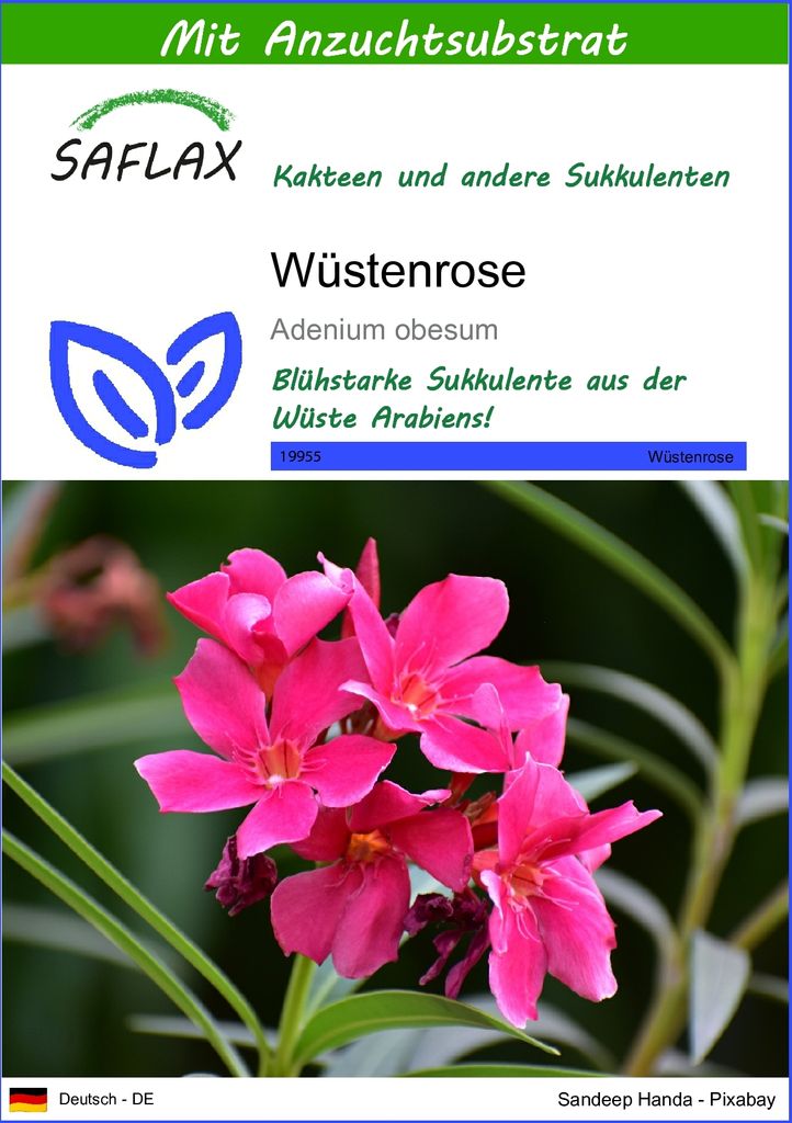 SAFLAX - Sukkulenten - Wüstenrose - 8 Samen - Mit keimfreiem Anzuchtsubstrat - Adenium obesum