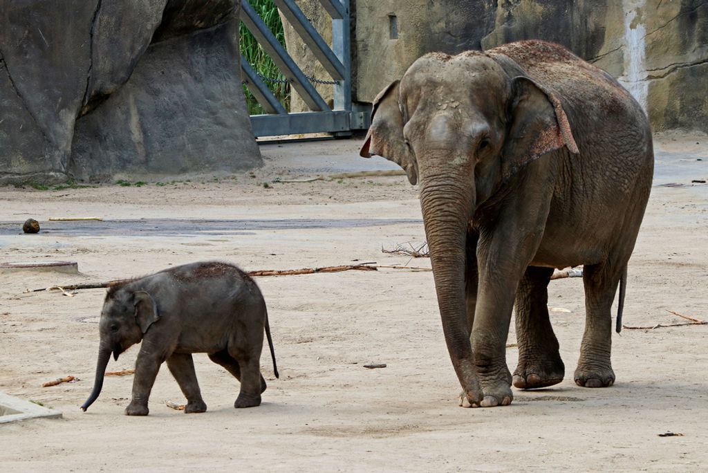 hansepuzzle 84001 - Elefanten Puzzle, 2000 Teile, Natur, 90,0 x 60,0cm mit hochwertiger Aufbewahrung, Kartonbox und wiederverschließbarem Beutel