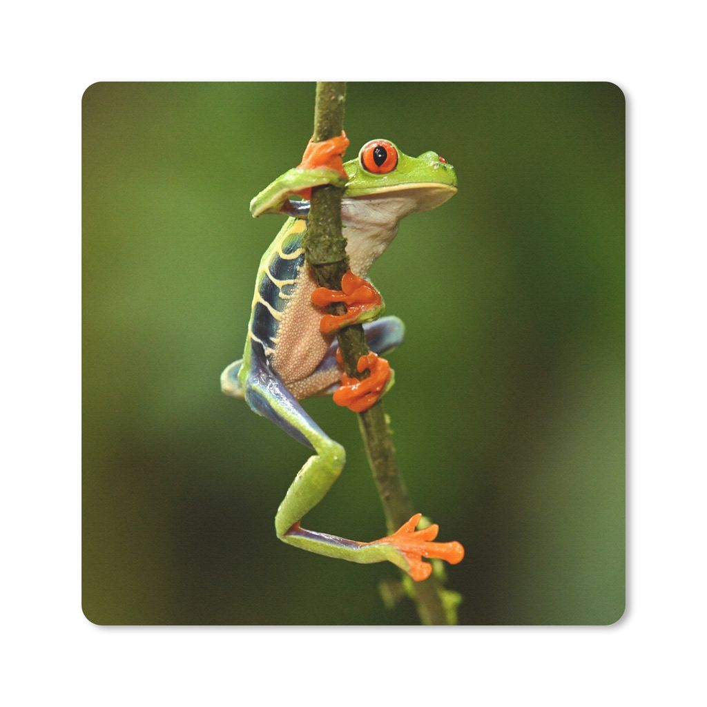 MuchoWow Mauspad Mousepad Frosch - Regenwald - Zweig 20x20 cm - Mousepads - Maus Mat - Pad - Mausunterlage - Desk Mat - Bureauartikeln