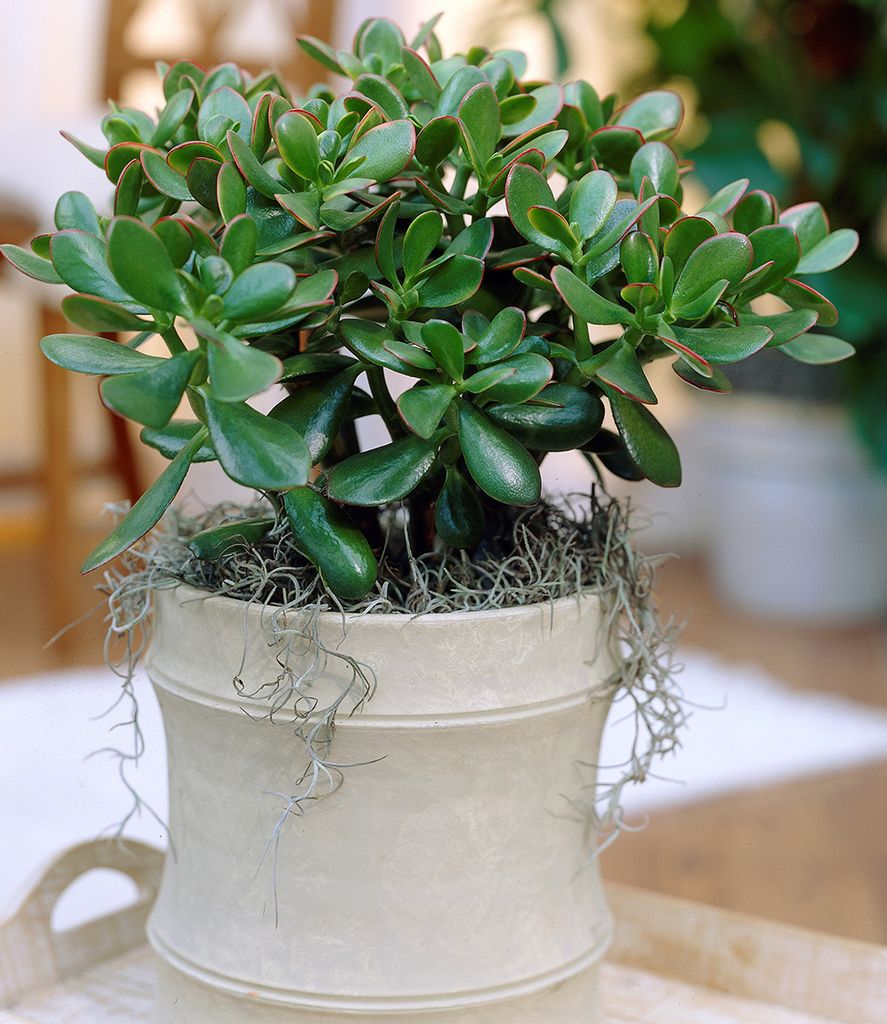 BALDUR Garten 1x Geldbaum Crassula, Pflanze im 12 cm-Topf, Produktbild 