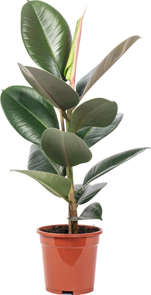 A potted rubber plant with dark green leaves and a reddish-pink new leaf emerging from the top.