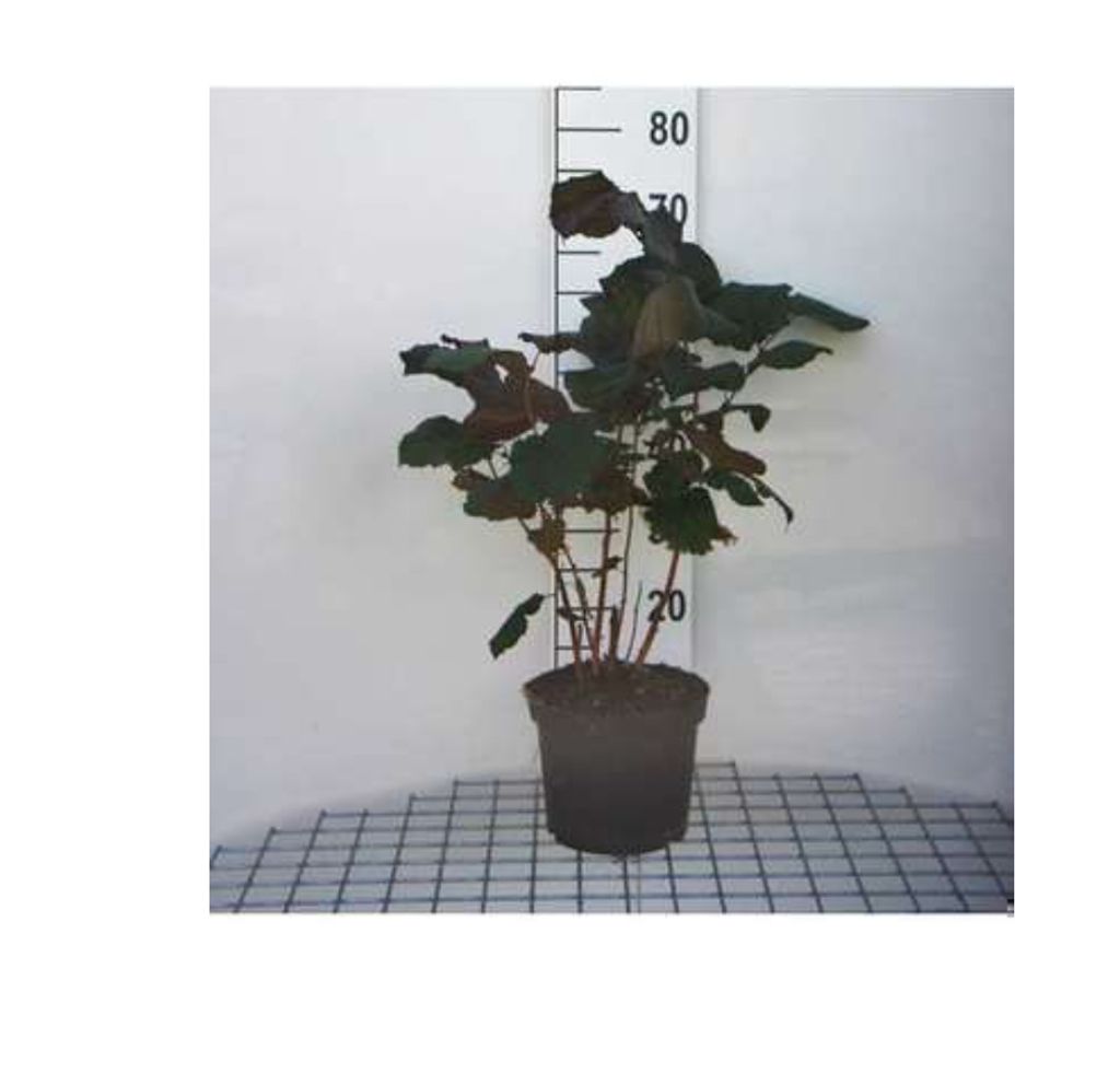 Corylus maxima 'Purpurea' - Rote Hasel 60- 80 cm Container